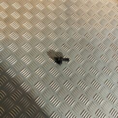 Kloķvārpstas devējs priekš BMW 520D F11 2011 TOURING