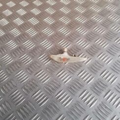 Pagrieziena signala lukturis priekš BMW 318D E46 2002 SEDAN